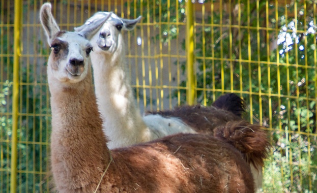 Симпатични гости от зоопарка в Стара Загора пристигнаха в плевенския