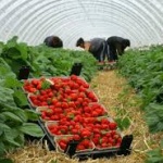 За какво да внимават сезонните работници в Германия