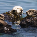 Търсят се приемни майки при животните