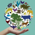 Международен ден на биологичното разнообразие