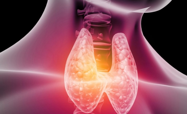 Щитовидната жлеза е малка но изключително важна жлеза разположена в