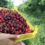 Производители на череши се притеснени заради забавяне и орязване на компенсации