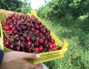Цената на черешите