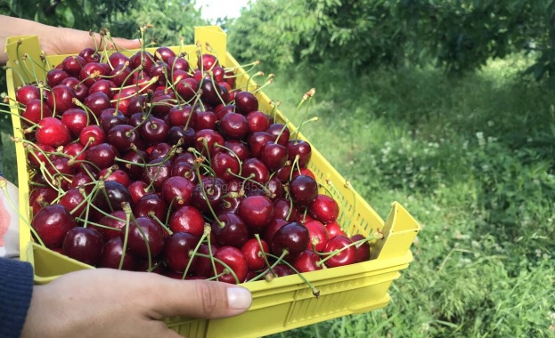 От днес започва кампанията за бране на череши в Кюстендилско
