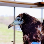 Групата Електрохолд стана закрилник на египетски лешояд