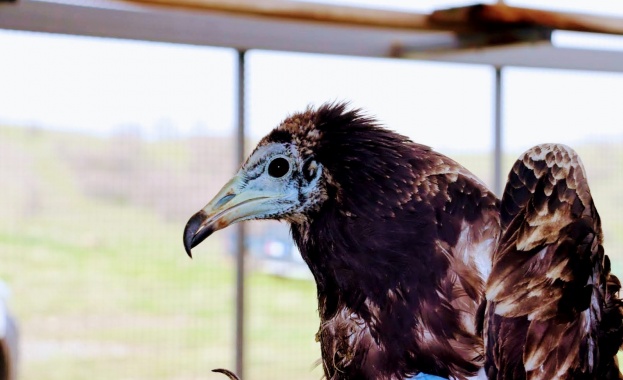 Групата Електрохолд се включи в кампанията Стани закрилник на египетски