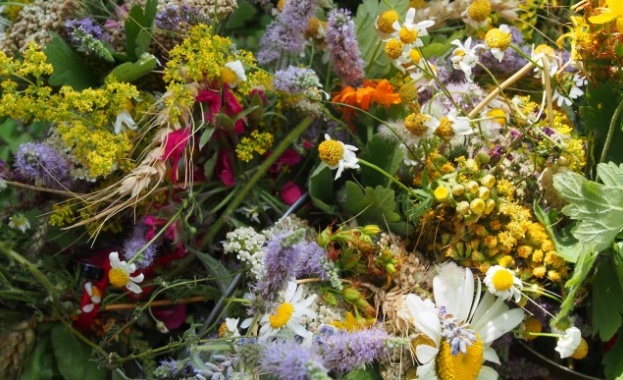 На Еньовден билките говорят и ....