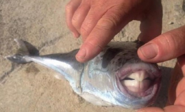 Хищната Риба заек отново е забелязана в морето край бреговете