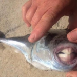 "Риба - заек" атакува туристи в Гърция