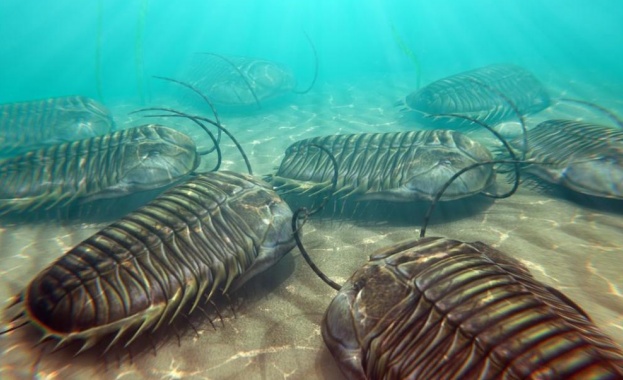 Трилобит, живял преди милиони години, е открит в изключително запазено състояние