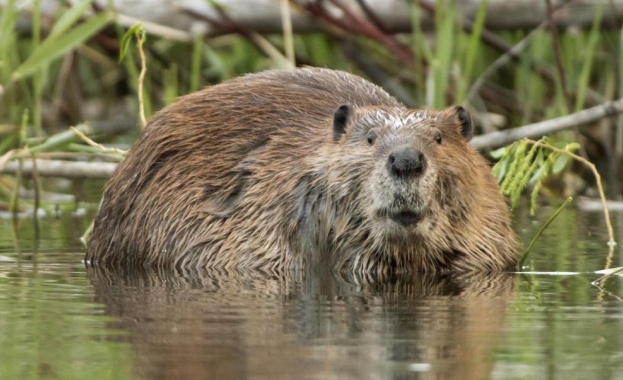 Бобри Ако знаете нещо за тях то е че те