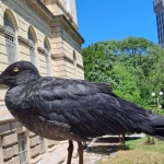 Черен гларус се превърна в сензация във Варна