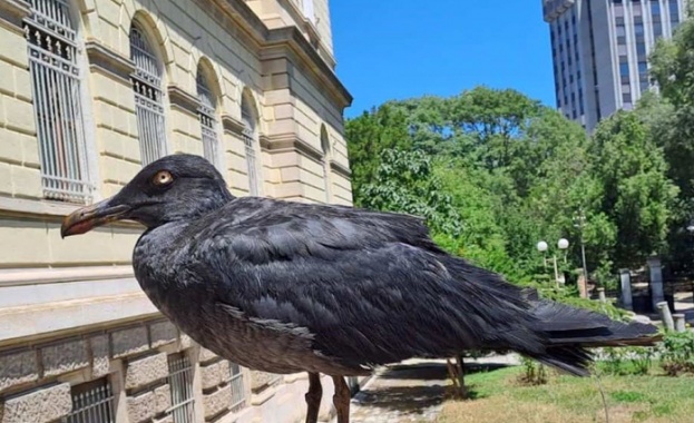 През последната седмица една птица се превърна в истинска сензация