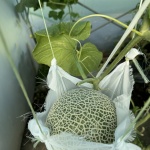 46 хиляди евро за японски кралски пъпеш с аромат на шоколад?