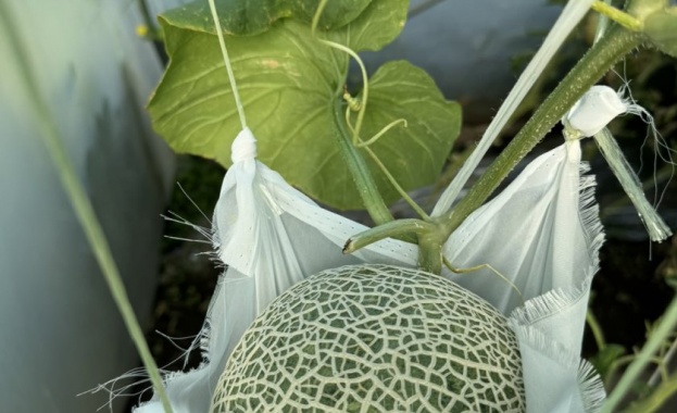 Онлайн търг за покупката на японски кралски пъпеш отглеждан за