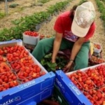 Създадоха робот, който бере ягоди