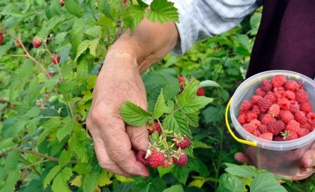 На 9 август заместник министърът на земеделието и храните ще открие