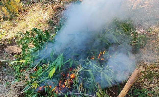 Около 41 канабисови растения с общо тегло 91 килограма са