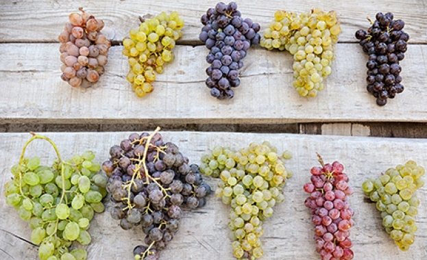 В сезона на гроздето: Защо да хапваме всеки ден