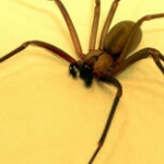 Още два смъртни случая след ухапване от паяк в Италия