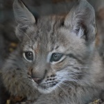 Евроазиатските рисове в Зоологическата градина в София отново се радват на поколение, двете малки са родени през юни