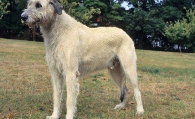 История по сигнал на зрители на NOVA Куче от порода