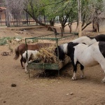 Бебе пони радва посетителите на Зоопарк Стара Загора
