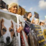 Хиляди турци протестираха срещу спорния закон за премахване на бездомните кучета от улиците