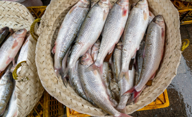 Уловът на риба се увеличава и цените се очаква да