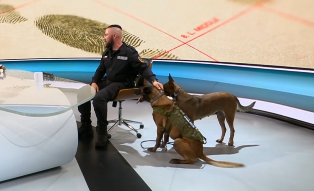 Дарк и Кира са кучета порода белгийска малиноа Техен треньор