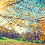 Есенните листа не ...