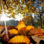 Всяко листо носи щастие...