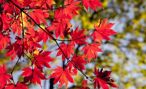Всяко листо ми говори блаженство пърхащо от есенното дърво Емили