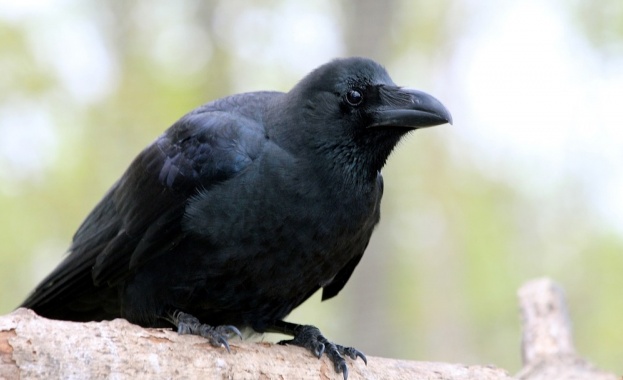 Кенийският фермер Дансон Сафари е принуден да се откаже от