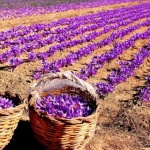 Тайните за отглеждане на шафран в България