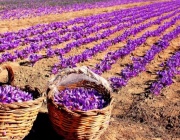 Тайните за отглеждане на шафран в България