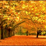 Гледайте полета на есенните листа...