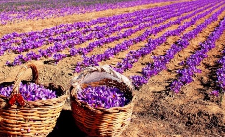 Тайните за отглеждане на шафран в България