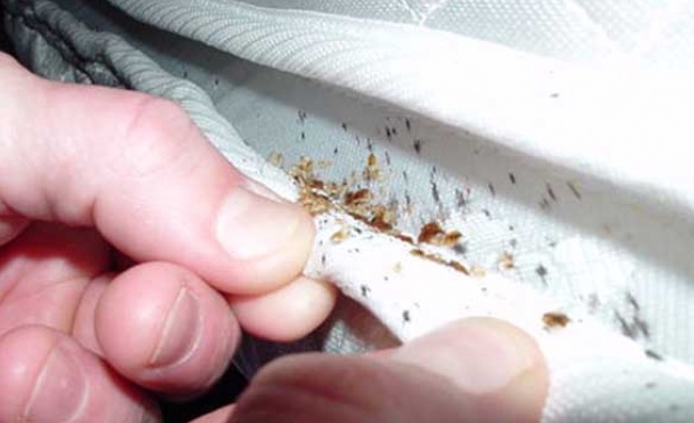 Бум на креватни дървеници: Крият ли опасност за хората