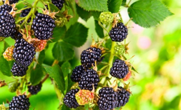 Къпините са плодове които са изключително полезни за здравето ни Те