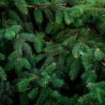 Протест срещу отсичане на 200-годишна елха за центъра на Ватикана