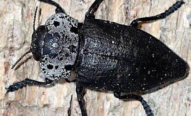 Черна златка унищожава овошките у нас