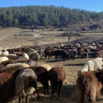 Овцете във Велинград – Не става дума за 1760 бракувани уреда, а за 1760 живота