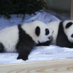 Кръстиха близначките панди, родени в зоопарка в Берлин