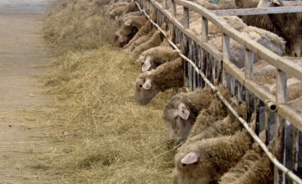 Българските ветеринарни власти започват преговори с Европейската комисия за възможностите