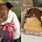 Кучета в приют с коледна фотосесия, продължава кампанията "Стопли богровче"