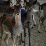 Старозагорският зоопарк отново стартира акция „Подари елха – зарадвай животно“