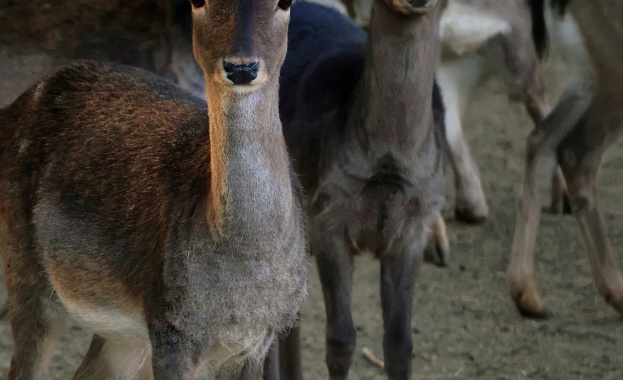 Старозагорският зоопарк отново стартира акция „Подари елха – зарадвай животно“