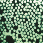 Русия и Беларус забраниха вноса на животински продукти от Германия поради регистрирането на шап