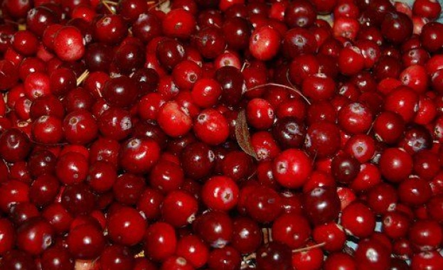 Червената боровинка научно известна като Vaccinium vitis idaea е малко плодово